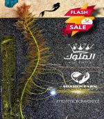 Marsh mermaidweed مرميد ويد - الصورة 15