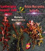 ⁦Rotala Macrandra روتالا ماكندرا بترفلاى⁩ - الصورة ⁦4⁩