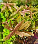 ⁦Hygrophila polysperma 'Sunset' ('Rosanervig') هيجروفيليا صن سيت⁩ - الصورة ⁦8⁩