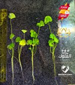 ⁦Nymphoides hydrophylla تايوان لوتس⁩ - الصورة ⁦4⁩