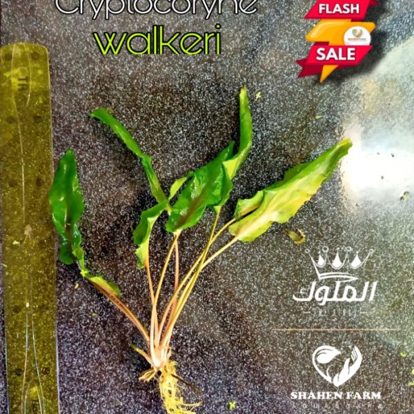 Cryptocoryne walkeri كريبتو كورين اولكرى