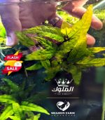 ⁦Microsorum pteropus جافا فيرن⁩ - الصورة ⁦3⁩