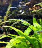 ⁦Microsorum pteropus جافا فيرن⁩ - الصورة ⁦16⁩