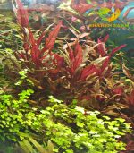 Alternanthera reineckii "Rosaefolia" النتيرا روزفوليا - الصورة 8