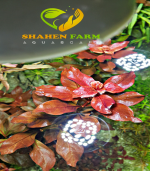 ⁦Ludwigia"Rubin"super red لودجيا سوبر ريد⁩ - الصورة ⁦11⁩