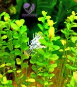 Rotala indica Bonsai روتالا بونساى - الصورة 12