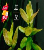 ⁦Bacopa caroliniana باكوبا كارولينا⁩ - الصورة ⁦5⁩