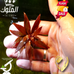 Ludwigia Glandulosa لودجيا جلاندلوزا