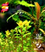 Rotala indica Bonsai روتالا بونساى - الصورة 4