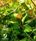 ⁦Ludwigia repens لودجيا ريبينس⁩ - الصورة ⁦10⁩