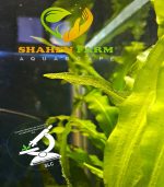 Aponogeton ulvaceus ابنجتون اولفاكوس - الصورة 6