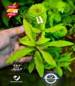 ⁦Hygrophila polysperma هيجروفليا بوليسبيرما⁩ - الصورة ⁦2⁩