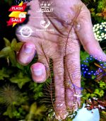 Rotala wallichii روتالا ولاتشى - الصورة 4