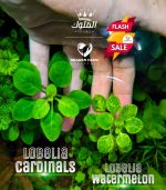 ⁦Lobelia Cardinalis لوبيليا كاردنالس⁩ - الصورة ⁦8⁩