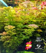 Limnophila sessiliflora سيسفلورا