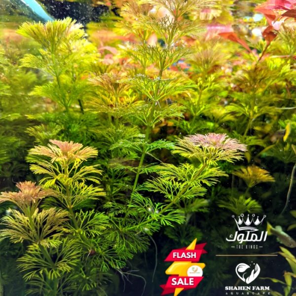 Limnophila sessiliflora سيسفلورا