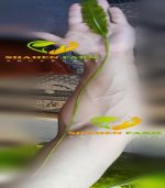 Aponogeton ulvaceus ابنجتون اولفاكوس - الصورة 7