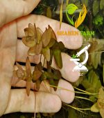 ⁦Bacopa caroliniana باكوبا كارولينا⁩ - الصورة ⁦6⁩