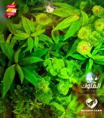 ⁦Hygrophila corymbosa ''stricta'' هيجروفليا جاينت⁩ - الصورة ⁦7⁩