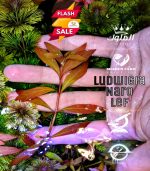 ⁦Ludwigia Red Leaf لودجيا نارو ليف⁩ - الصورة ⁦3⁩