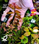 ⁦Ludwigia Red Leaf لودجيا نارو ليف⁩ - الصورة ⁦6⁩