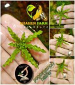 ⁦Pogostemon helfer بوجستيمون هيلفرى⁩ - الصورة ⁦3⁩