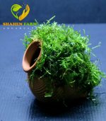 ⁦Vesicularia montagnei 'Christmas' Moss كريسمس موس⁩ - الصورة ⁦5⁩