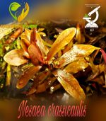 Nesaea crassicaulis vs ammania gracilis أمنيا و نياسا - الصورة 14