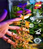 ⁦Ludwigia Red Leaf لودجيا نارو ليف⁩ - الصورة ⁦2⁩