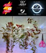 ⁦Ludwigia Red Leaf لودجيا نارو ليف⁩ - الصورة ⁦18⁩