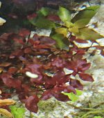 ⁦Ludwigia palustris "Super Red"لودجيا سوبر ريد مينى⁩ - الصورة ⁦6⁩