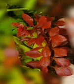 ⁦Ludwigia palustris "Super Red"لودجيا سوبر ريد مينى⁩ - الصورة ⁦7⁩