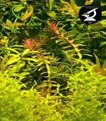 ⁦Hemianthus micranthemoides ( H M ) كاربت hm اتش ام⁩ - الصورة ⁦2⁩