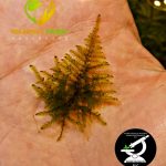 Vesicularia montagnei 'Christmas' Moss كريسمس موس