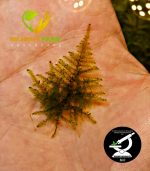 Vesicularia montagnei 'Christmas' Moss كريسمس موس