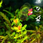 Rotala indica Bonsai روتالا بونساى