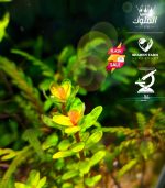 Rotala indica Bonsai روتالا بونساى