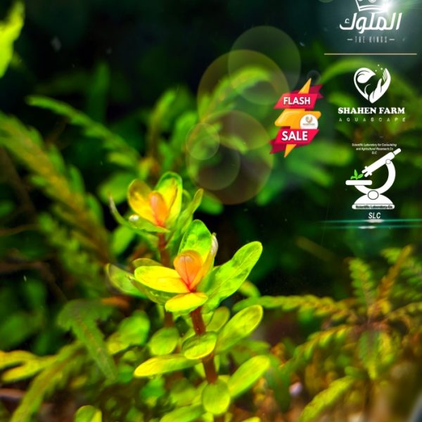 Rotala indica Bonsai روتالا بونساى