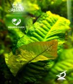 Microsorum pteropus جافا فيرن