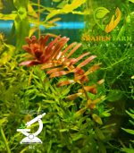 ⁦Hemianthus micranthemoides ( H M ) كاربت hm اتش ام⁩ - الصورة ⁦3⁩