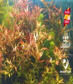 ⁦Ludwigia Red Leaf لودجيا نارو ليف⁩ - الصورة ⁦7⁩