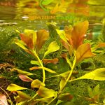 Ludwigia repens لودجيا ريبينس