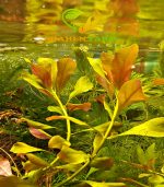 Ludwigia repens لودجيا ريبينس