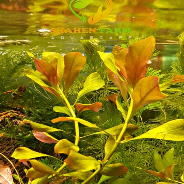 Ludwigia repens لودجيا ريبينس