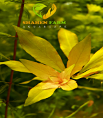 ⁦Ludwigia repens لودجيا ريبينس⁩ - الصورة ⁦3⁩