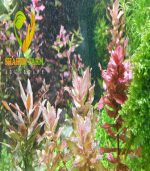 ⁦Rotala Macrandra روتالا ماكندرا بترفلاى⁩ - الصورة ⁦5⁩