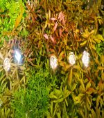 ⁦Hygrophila difformis هيجروفيليا ديفورمس⁩ - الصورة ⁦6⁩