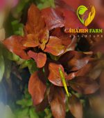 ⁦Ludwigia"Rubin"super red لودجيا سوبر ريد⁩ - الصورة ⁦12⁩