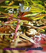 Nesaea crassicaulis vs ammania gracilis أمنيا و نياسا - الصورة 15