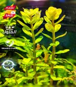 Rotala indica Bonsai روتالا بونساى - الصورة 3
